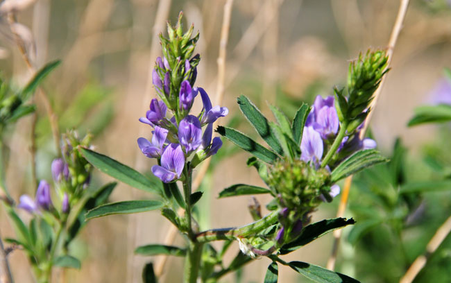 Alfalfa has a spike-like flowering inflorescence with up to 25 purple flowers. Fruits are a legume. Medicago sativa